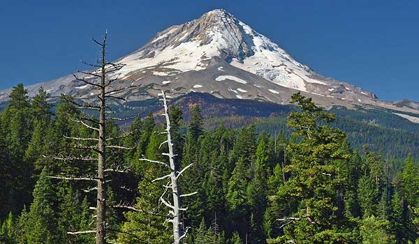 The two snags and Mount Hood in September 2008