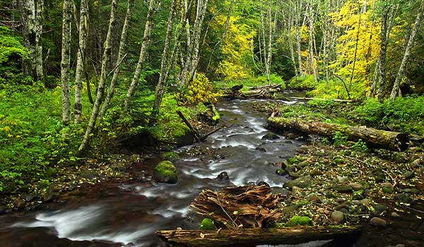 Autumn unfolds along McGee Creek, in the upper West Fork Hood River valley
