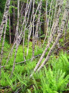 A typical red alder grove pioneering the recovery along an old road