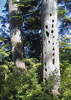 Two more fortunate snags live on as wildlife trees near Lost Lake