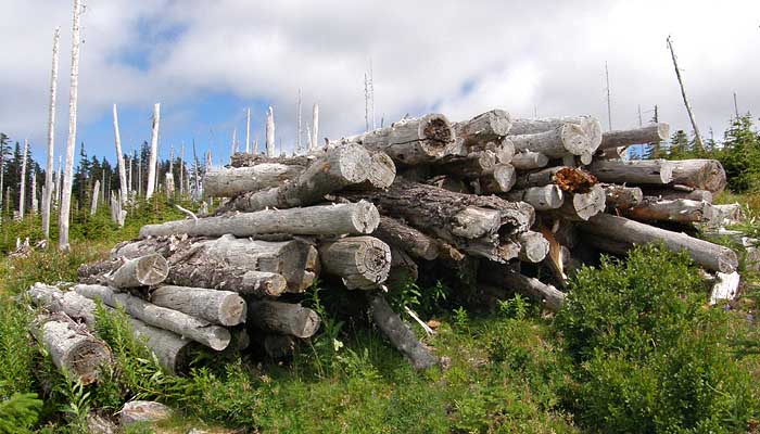 We now know that the logging heyday on our Forest Service lands was heavily subsidized by taxpayers, so the sight of piles of rotting logs left scattered across the Boundary clear cut only underscores the reckless, wasteful manner in which our forests were plundered