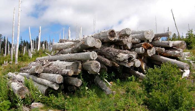 We now know that the logging heyday on our Forest Service lands was heavily subsidized by taxpayers, so the sight of piles of rotting logs left scattered across the Boundary clear cut only underscores the reckless, wasteful manner in which our forests were plundered