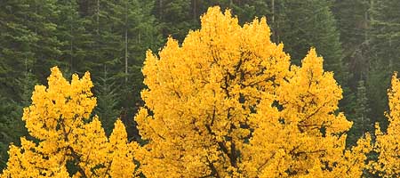 Brilliant cottonwoods light up the trail to Tamanawas Falls in late October