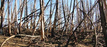 The aftermath of the 2006 Bluegrass Fire ranged from total destruction in areas like this, to mosaic patterns where less crowded forests existed