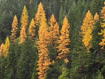 Western larch light up the eastside forests in autumn. Larch are among the fire-resistant species that require periodic burns for their long-term health