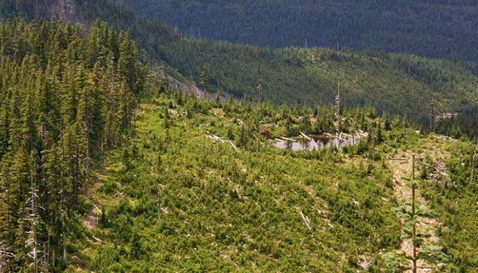 Looking west across the devastation zone of the Boundary clear cut, where the forest was cut to the wilderness boundary, and across lakes and canyons that stood in the way