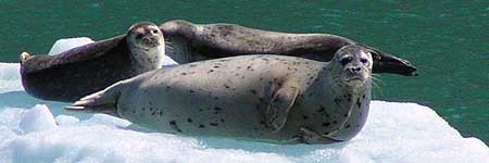 Harbor seals basking in Alaska's Tracy Arm