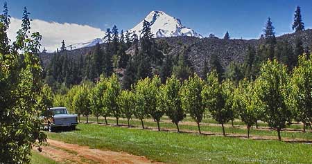The dark wall formed by the Parkdale Lava Flow rises abruptly from the famous fruit orchards of the Hood River Valley