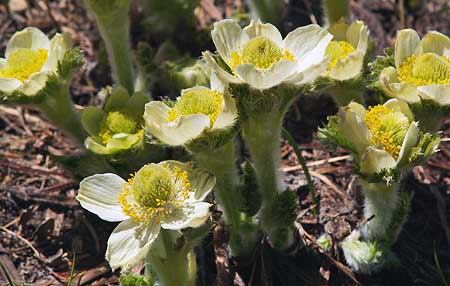 The blossoms of the Western Pasque Flower emerge just after snow melt