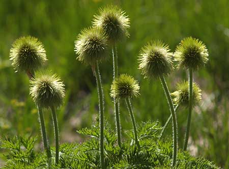 The second phase of the Western Pasque Flower, when the new seedheads are in their sea anemone form