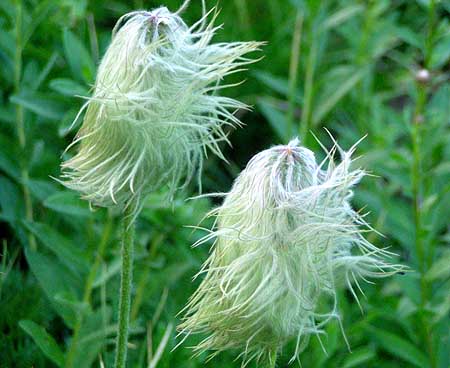 The final phase of the Western Pasque Flower, when it becomes the Old Man of the Mountains