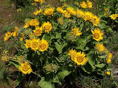 A typical balsamroot in spring, nearing peak bloom