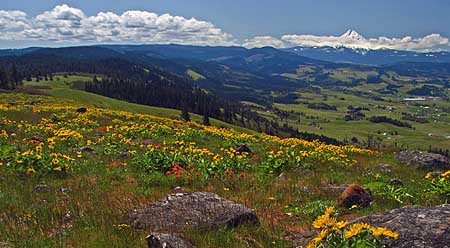 The sprawling meadows on Hood River Mountain are owned by a (so far) benevolent timber company, but are on the wrong side of the scenic area boundary for the purpose of public protection.