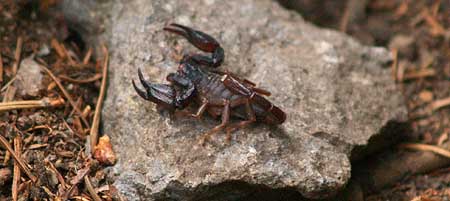 At first glance, just a wayward crayfish.. but wait! Is that (gulp!) a scorpion's tail..?