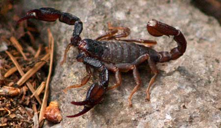 What scorpions do when they've decided their photo-op is over..!