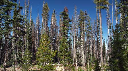 A closer view of typical second-growth forests near Lookout Mountain reveals a dying, overcrowded ecosystem under great biological stress.