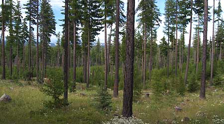 A bright spot in the restoration of the eastside forests near lookout mountain, this thinned plantation is beginning to resemble a natural forest, with multi-aged stands and a recovering understory.