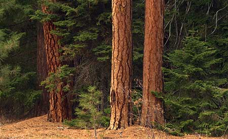 A few stands of late succession ponderosa and Western larch forest still exist on the slopes of Lookout Mountain, providing a glimpse of what a restoration policy must aim for.