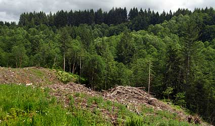 LatourellClearcut04