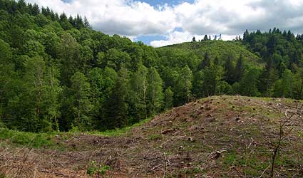 LatourellClearcut05