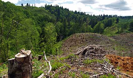 LatourellClearcut06