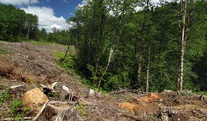 LatourellClearcut07