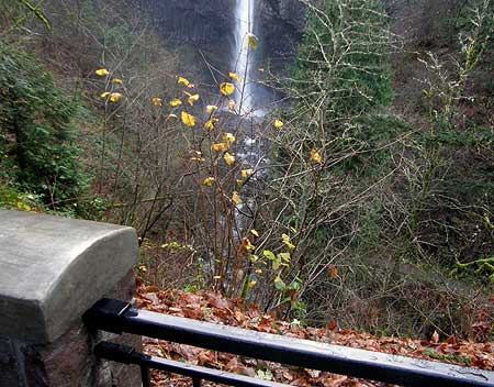 The disappearing Latourell Falls view: a thorny problem?