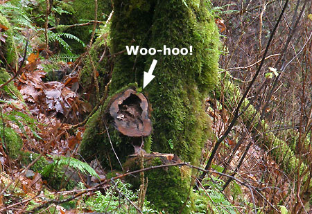 …and the telltale stump!