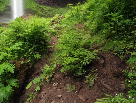 As it nears the falls, the boot path devolves into a web of muddy paths, where delicate ferns and wildflowers have been trampled