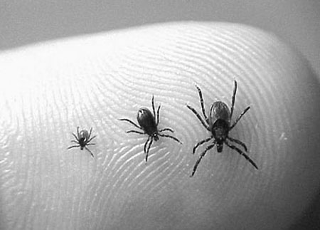 Western Black-Legged Ticks (from left) in nymph stage, adult male and adult female  (Source: California Health Dept.)