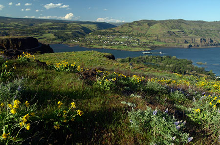 Year-round tick country: the Columbia River from the terraced slopes above Rowena Crest