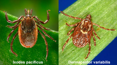 Black-Legged tick (left) compared to common Wood tick (right)