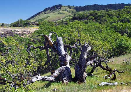The Rowena Oak