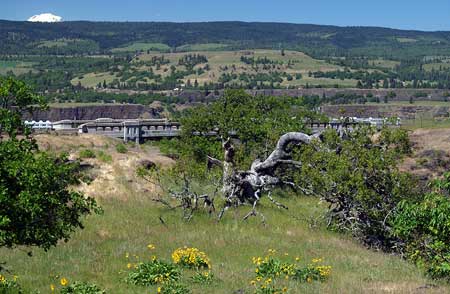 The Rowena Oak with the Dry Canyon Bridge in the background