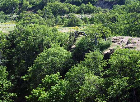 The huge, cascading Rowena Oak hangs into the protected niche of Dry Canyon