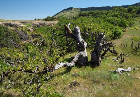 The Rowena Oak with Sevenmile Hill in the distance