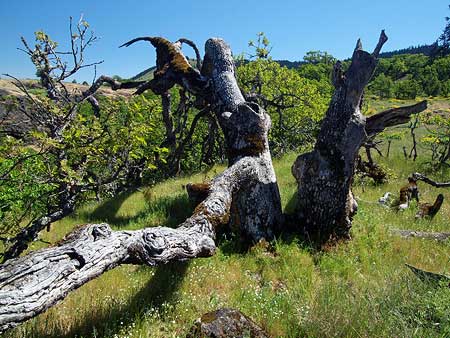 A closer look at the sprawling Rowena Oak