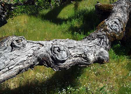 The huge, contorted limbs of the Rowena Oak have "eyes" that seem to be watching curious visitors!