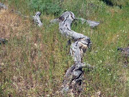 One of the many bleached "bones" that help tell the survival story of the Rowena Oak