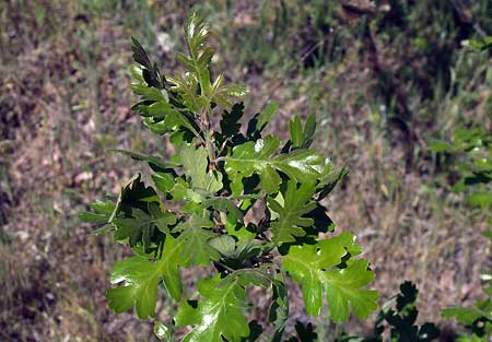Spring brings another flush of new leaves on the venerable Rowena Oak