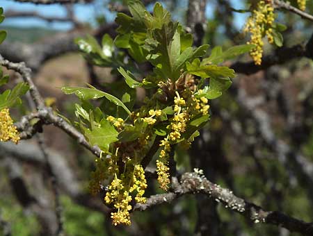 Spring blossoms on the Rowena Oak