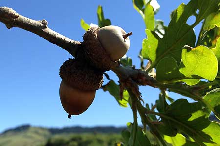 A few acorns from last season are still attached to the Rowena Oak