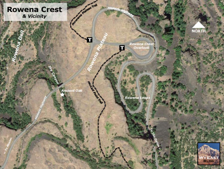 Visiting the Rowena Oak