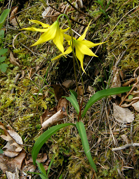 Glacier Lily