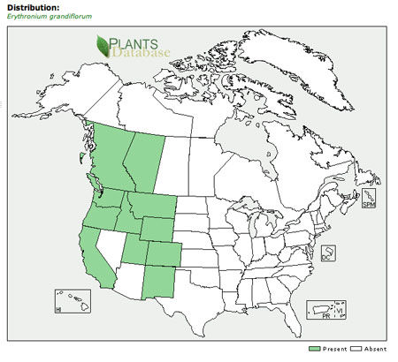 Glacier Lily has the greatest range of the Erythronium lilies and are found throughout the Mountain West (USDA) 