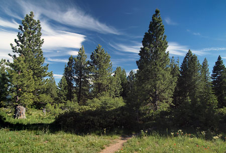Recovering ponderosa forests in the area are a reminder of the clearcutting heyday of the 80s and 90s