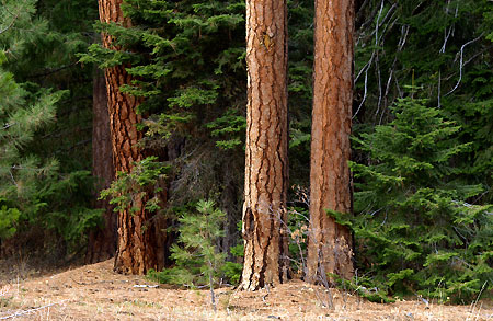Stands of large ponderosa and larch are still intact within the canyons of the Eightmile NRA