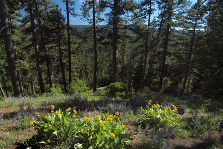 Ridgetop meadows and interesting rock outcrops are found throughout the area