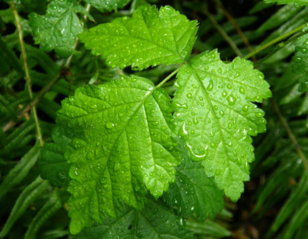 A polarizer allows the droplets of rain to stand out on this very wet bramble leaf, not the reflection of the sky