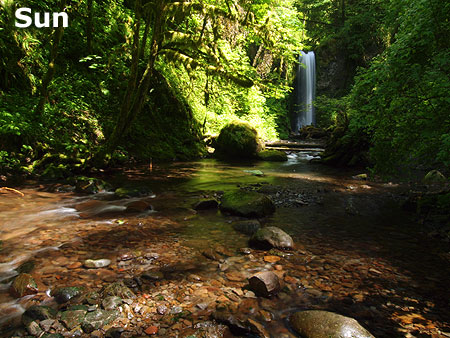 Direct sun blows out the highlights on the foliage while leaving other parts of the image in dark shadows